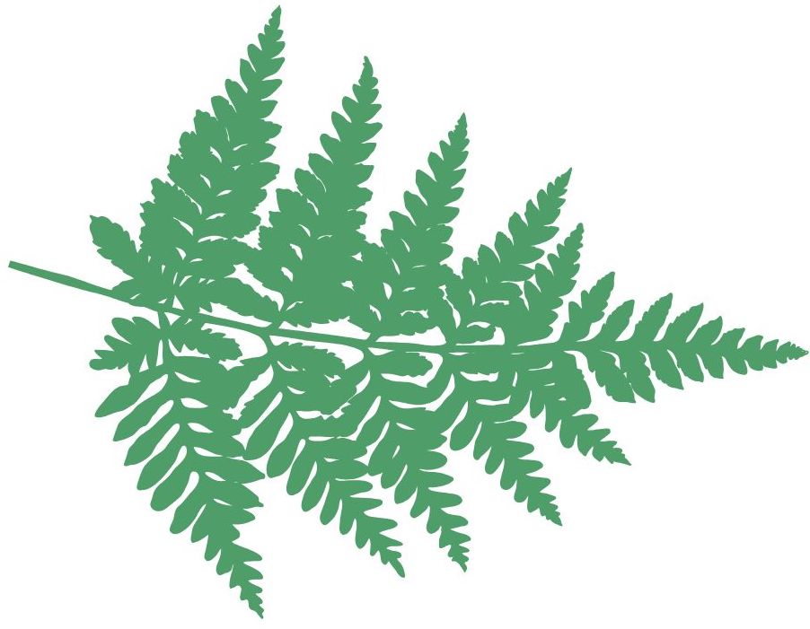 fern leaf fractal - circles in sociocracy,sociocratic circles,circle structure,organizational structure - Sociocracy For All
