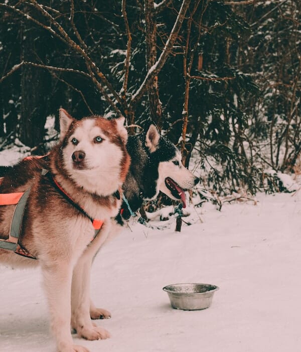 two sled dogs, one looking up, one looking down