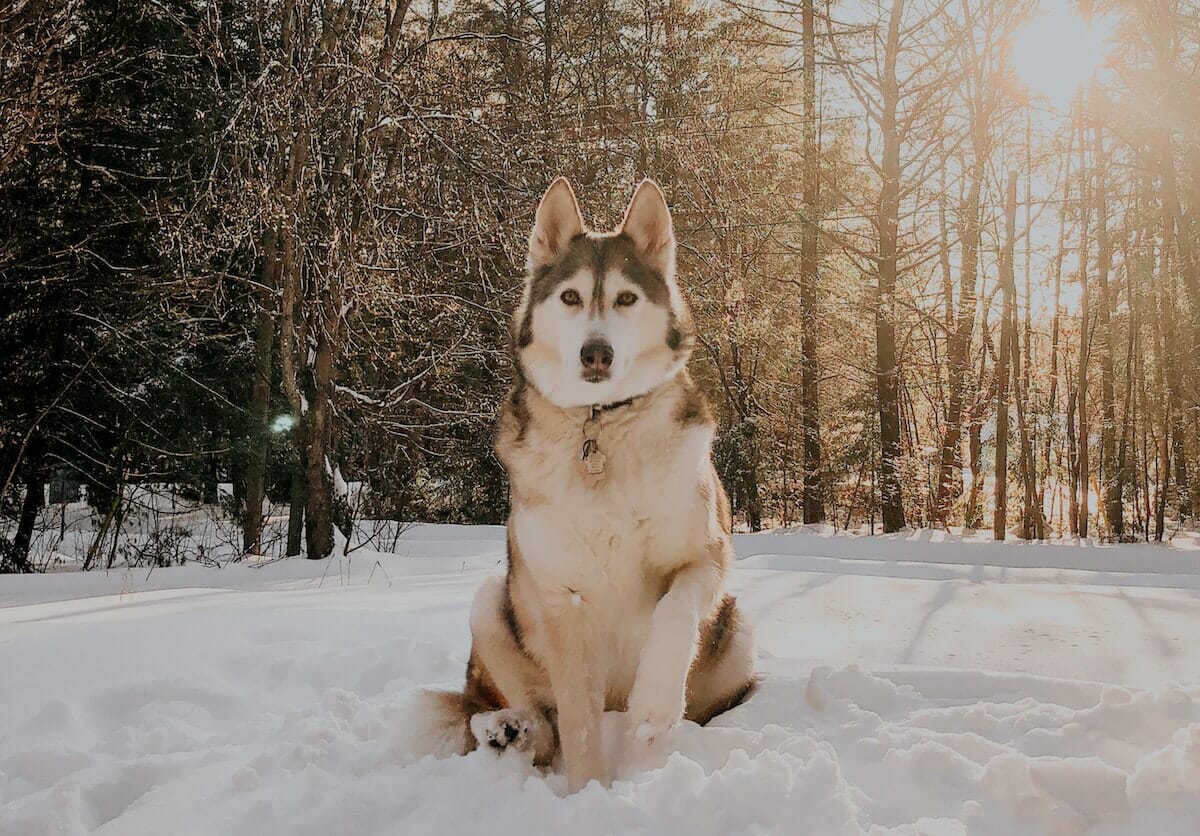 dog looking into the camera