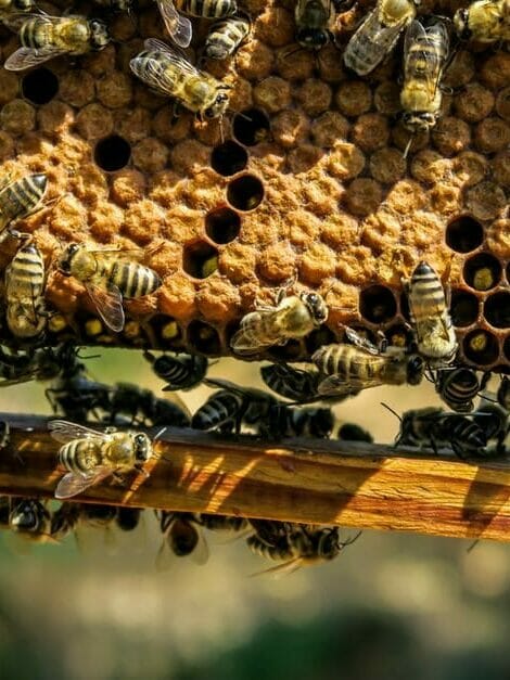 bees sociocracy heiarchy edited - Sociocracy and Holacracy,holacracy - Sociocracy For All