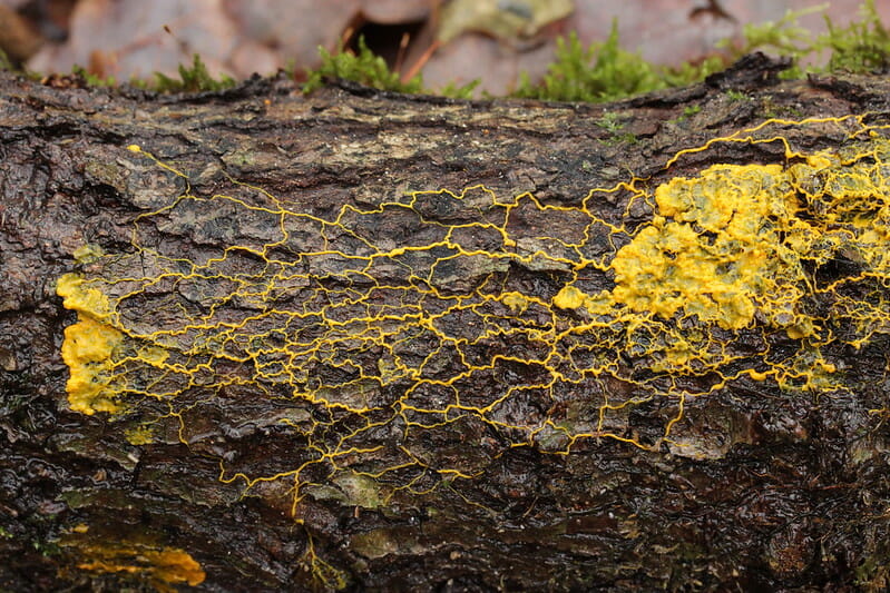 Slime mold from https://www.flickr.com/photos/40948266@N04/ for Slime Mold, Open Source, and Self-Organization article in Sociocracy For All