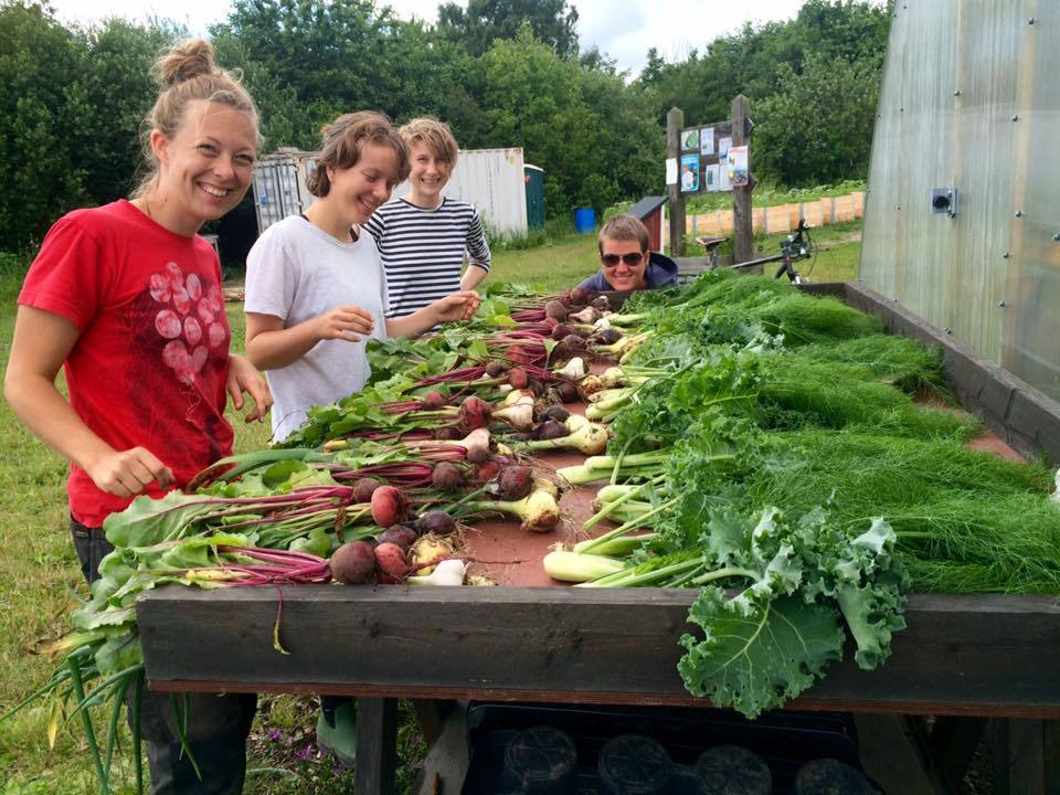 Some people with a harvest as an example of permaculture