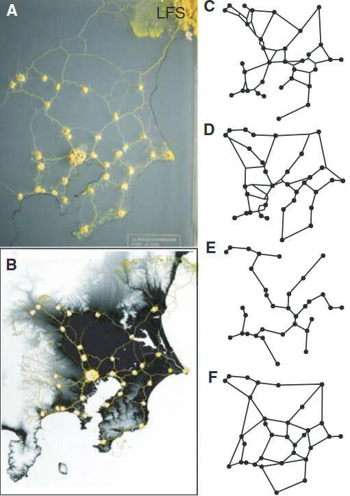 Comparison of the Physarum
networks with the Tokyo rail network.
(A) In the absence of illumination, the
Physarum network resulted from even
exploration of the available space. (B)
Geographical constraints were imposed
on the developing Physarum network
by means of an illumination mask to
restrict growth to more shaded areas
corresponding to low-altitude regions.
The ocean and inland lakes were also
given strong illumination to prevent
growth. (C and D) The resulting network
(C) was compared with the rail network
in the Tokyo area (D). (E and F) The
minimum spanning tree (MST) con-
necting the same set of city nodes (E)
and a model network constructed by
adding additional links to the MST (F). https://doi.org/10.1126/science.1177894 Tero et al. 2010. Rules for Biologically Inspired Adaptive Network Design. Science