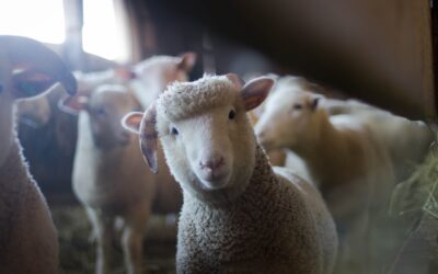 Reinventando la granja de animales (parte 1)