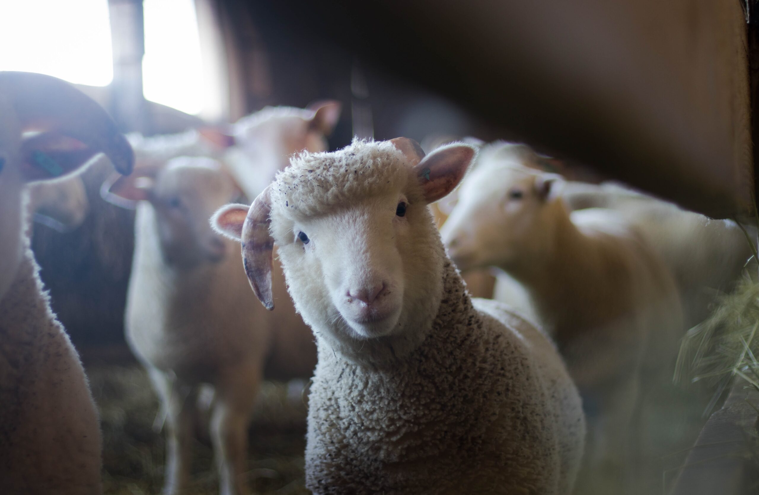 Reinventando la granja de animales según la sociocracia