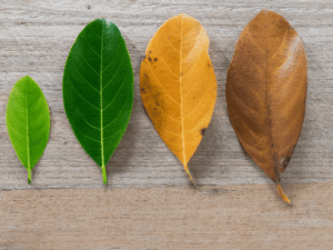 IC webinar: Roots of Sociocracy: Complex Systems and Life in Chaordic Space